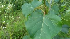 Grapholita compositella