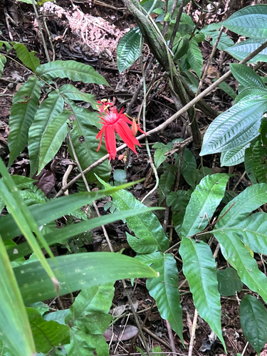 Perfumed Passionflower (Passiflora vitifolia)
