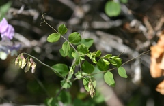 Lathyrus nevadensis