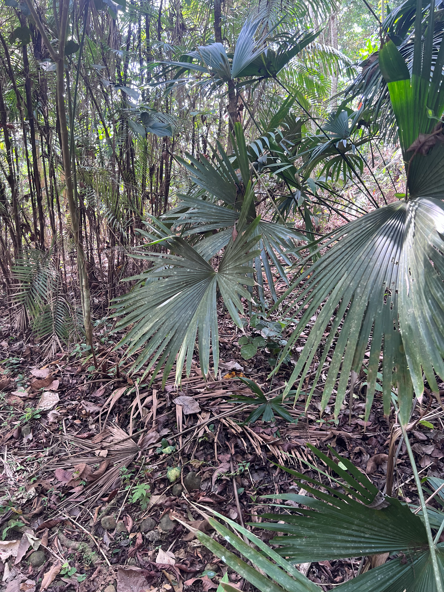 Panama Hat Plant (Carludovica palmata)