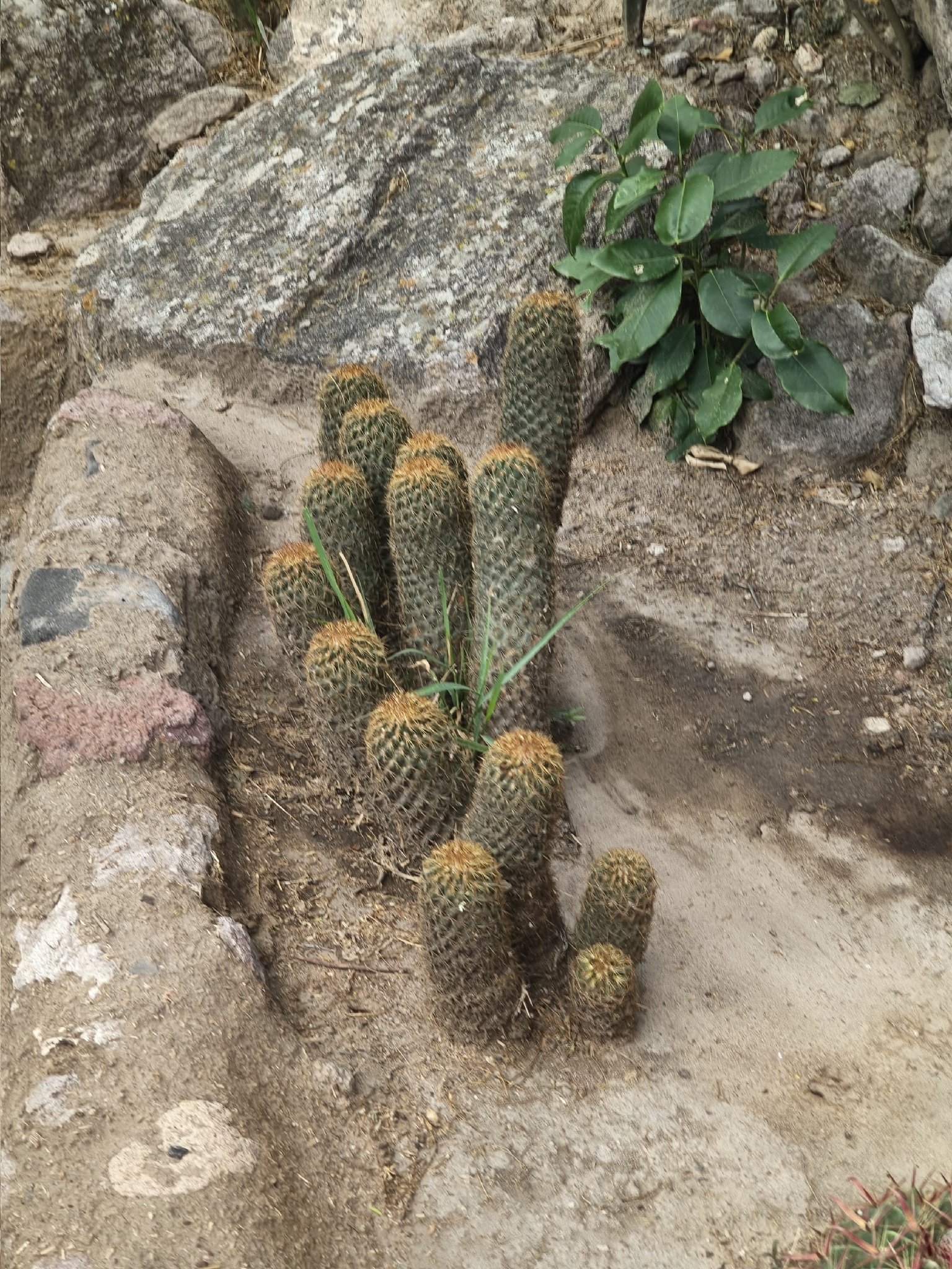 Coryphantha erecta