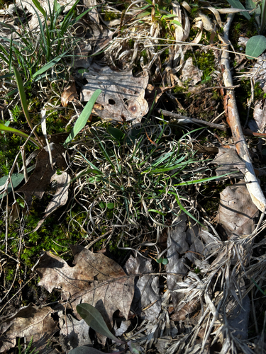 Poverty oatgrass (Danthonia spicata)