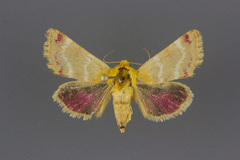 Schinia miniana