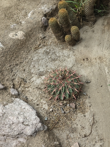 Devil's Tongue Barrel Cactus (Ferocactus latispinus)