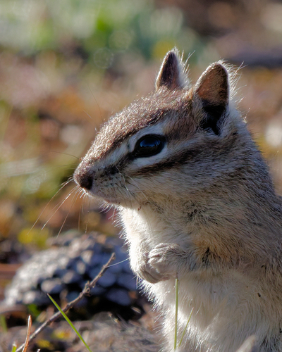 Yellow-pine Chipmunk observed by scwraw
