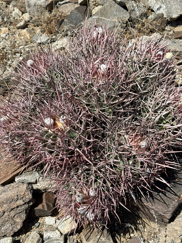 Cottontop Cactus (Homalocephala polycephala)