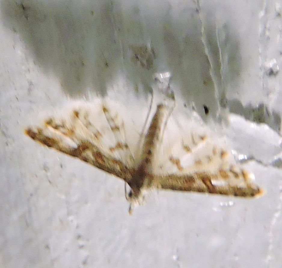 Cenoloba
