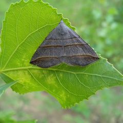 Colobochyla salicalis
