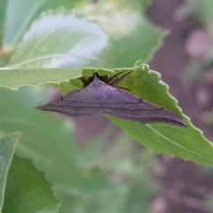 Colobochyla salicalis