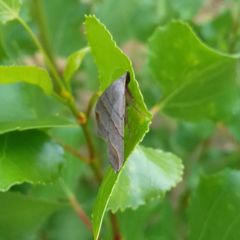 Colobochyla salicalis