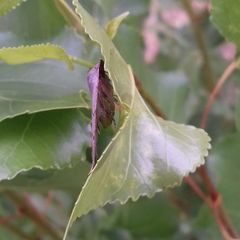 Colobochyla salicalis