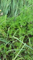 Colobochyla salicalis