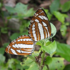 Neptis hylas varmona