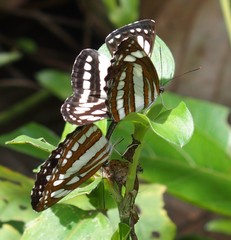 Neptis hylas varmona