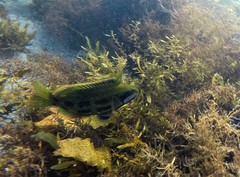 Heteroscarus acroptilus