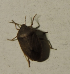 Caystrus pallidolimbatus