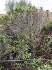 Baccharis pilularis consanguinea