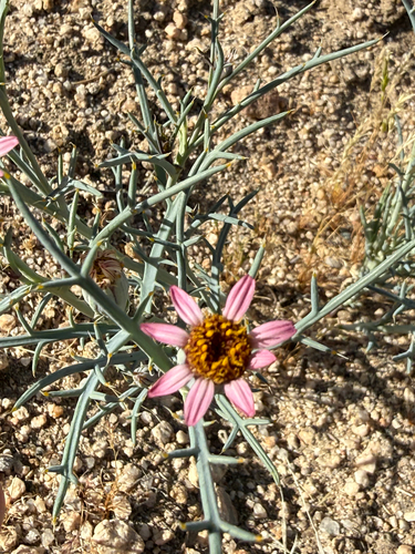 Mojave hole-in-the-sand plant (Nicolletia occidentalis)
