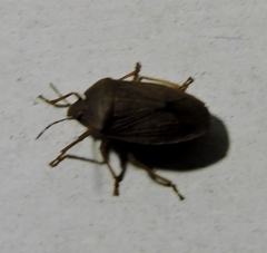 Caystrus pallidolimbatus