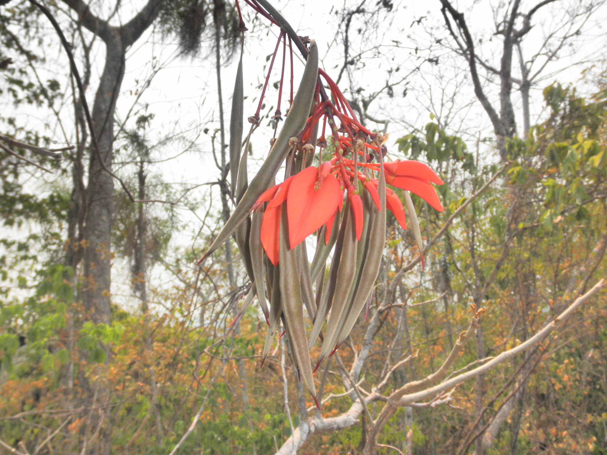 Erythrina ulei