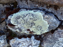 Arctoparmelia centrifuga