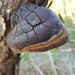 Fomitiporia robusta - Photo (c) Mikey Watson,  זכויות יוצרים חלקיות (CC BY-NC), הועלה על ידי Mikey Watson