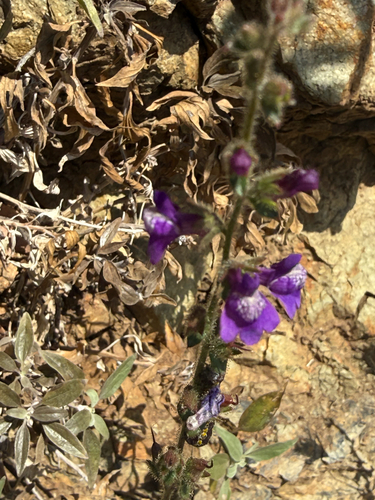 lesser snapdragon (Sairocarpus pusillus)