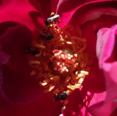 Tetragonula iridipennis
