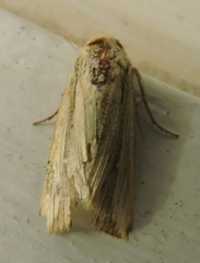 Leucania stenographa