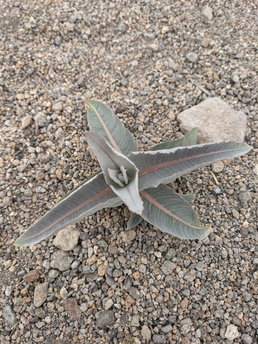 desert milkweed (Asclepias erosa)