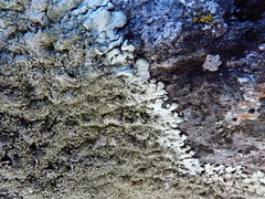 Arctoparmelia centrifuga