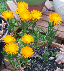 Lampranthus aureus