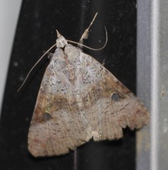 Avatha discolor
