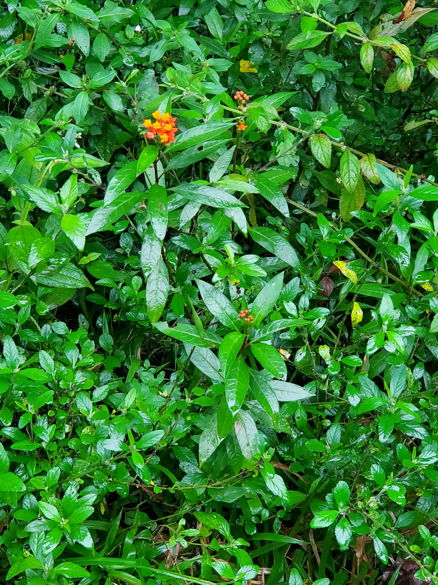Tropical Milkweed (Asclepias curassavica)