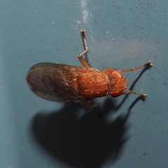 Suillia quinquepunctata