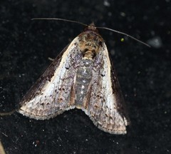 Lophoptera vittigera