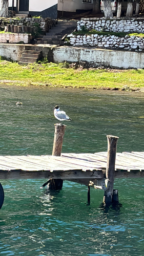 Andean Gull