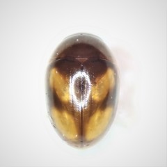 Neolitochrus pulchellus