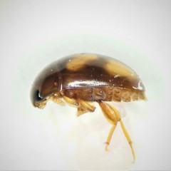 Neolitochrus pulchellus