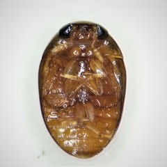 Neolitochrus pulchellus