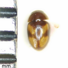 Neolitochrus pulchellus