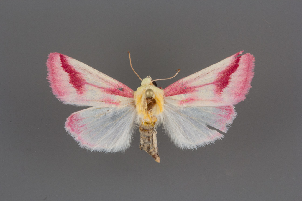 Schinia