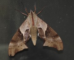 Coequosa australasiae