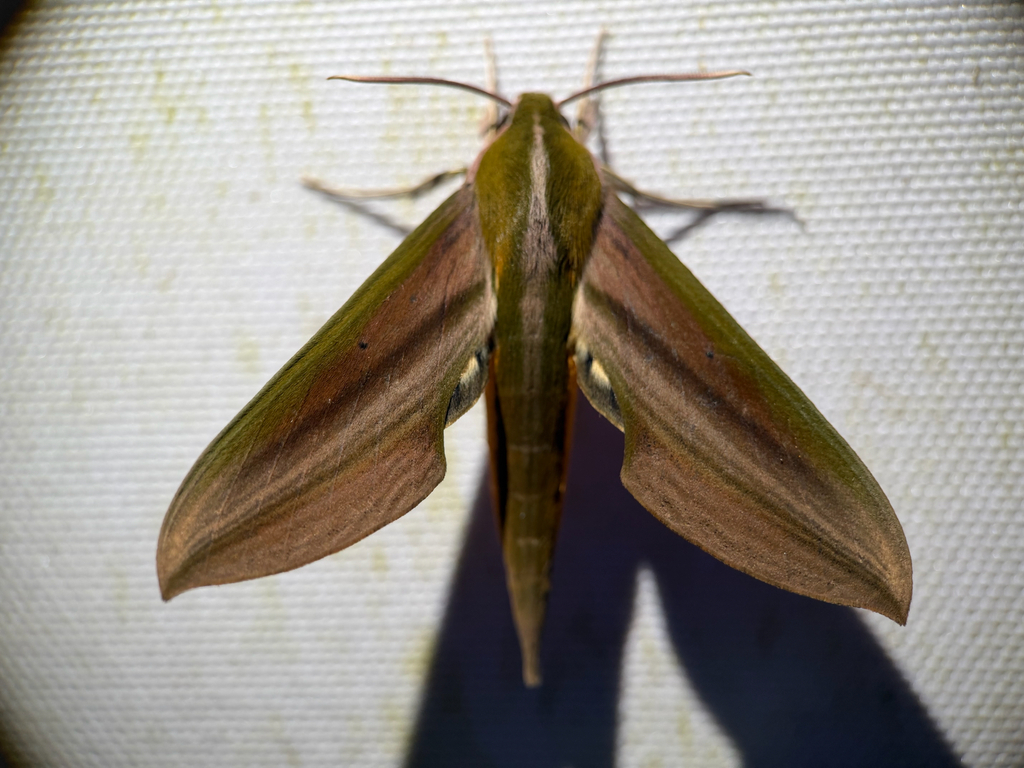 Xylophanes resta