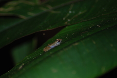 Diasporus diastema