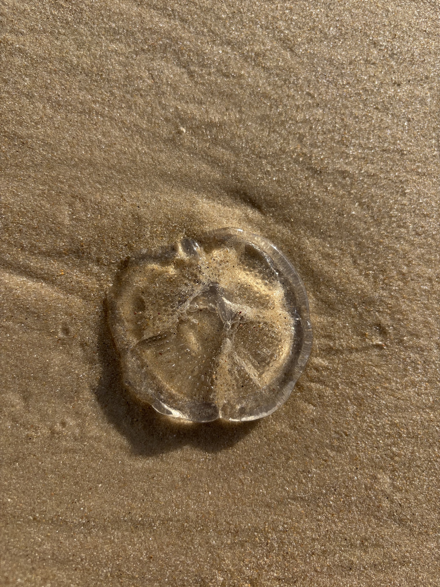 Rhacostoma atlanticum L.Agassiz, 1851