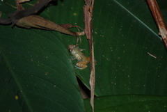 Diasporus diastema