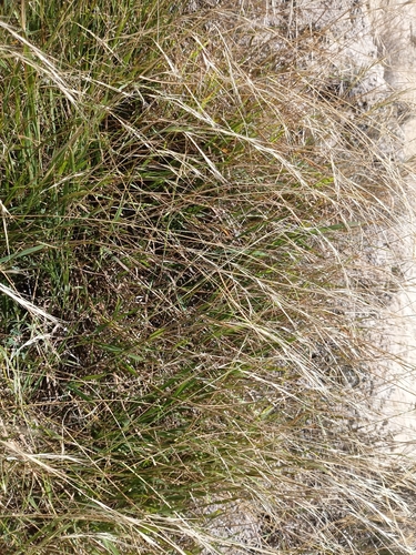 Weeping-grass (Microlaena stipoides)