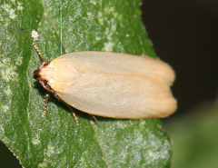 Scieropepla polyxesta