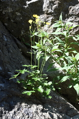 Potentilla kuznetzowii